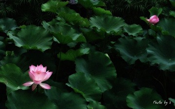 众里寻他