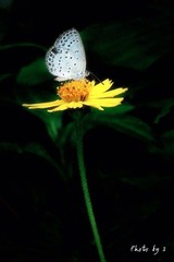孤芳独赏