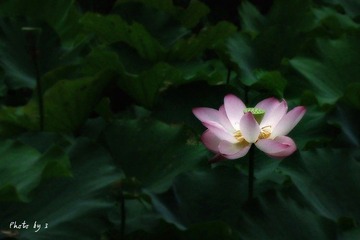 风华绝代