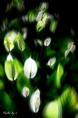 花魂