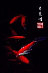 鱼意图