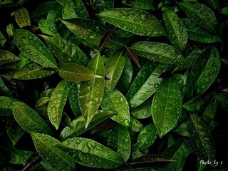 没有花