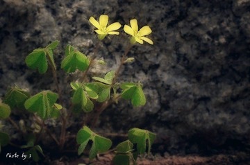 偷恋隔墙花