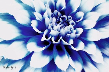 菊花特写