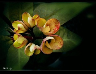 小花串