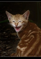 猫哈哈