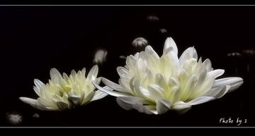 白菊