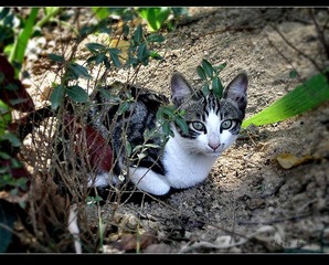 华南猫