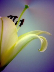 百合花