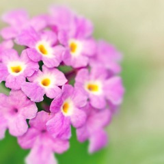 夏花
