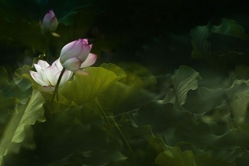 风中痴缠
