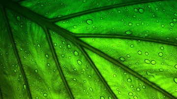 雨打芭蕉