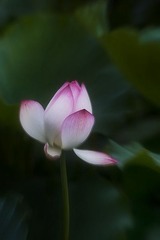 2011荷花04