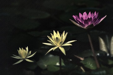 睡莲 02