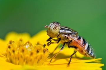 斑眼食蚜蝇 Eristalis arvorum 