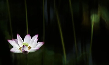 2011荷花14