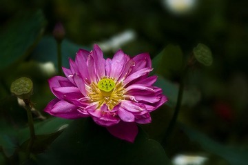 2011荷花15