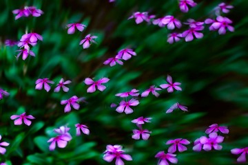 花舞翩翩