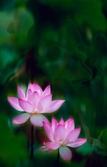 2011荷花17