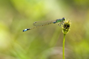 DSC_7473.jpg