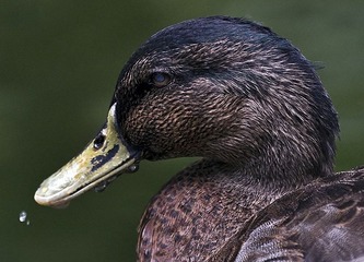 DSC_7582.jpg