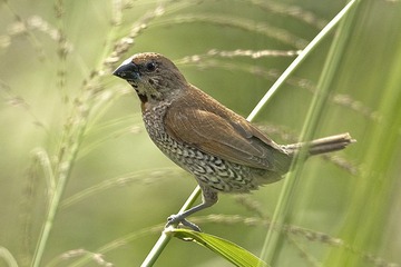DSC_8240.jpg