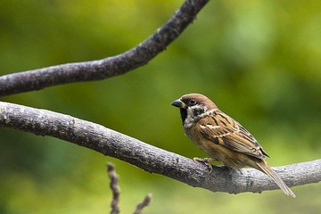 DSC_8345.jpg