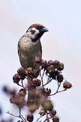 DSC_8456.jpg