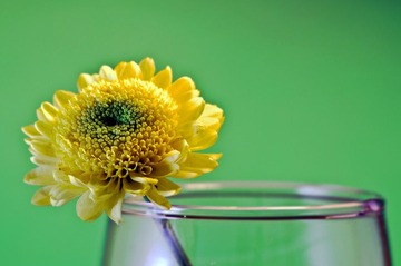静物 花