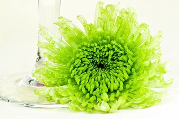 花落情未忘