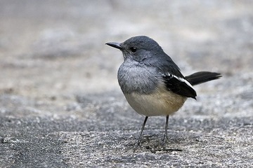DSC_0102.jpg