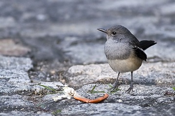 DSC_0071.jpg