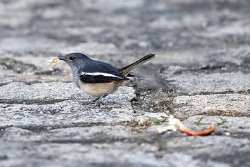 DSC_0064.jpg