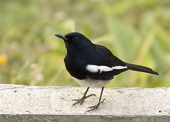 DSC_0161.jpg