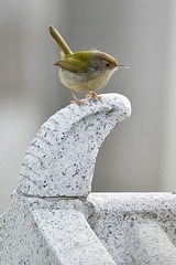 DSC_2000.jpg