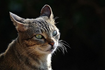 DSC_2462.jpg