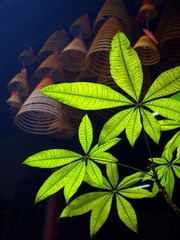庙里的绿叶