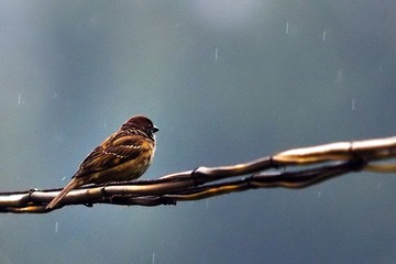 雨中麻雀
