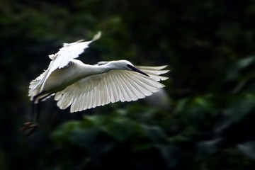 白鹭03
