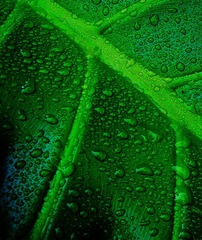 春雨