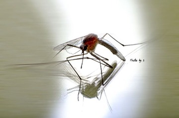 蚊子