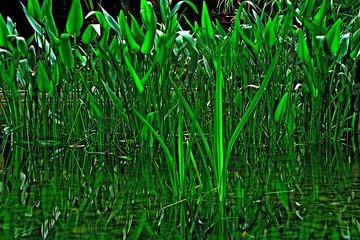 水草