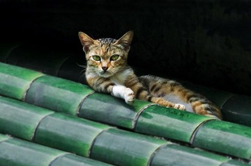 小猫也乘凉