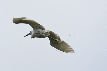 DSC_0527.jpg