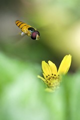 花间游