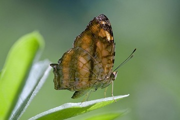DSC_2091.jpg
