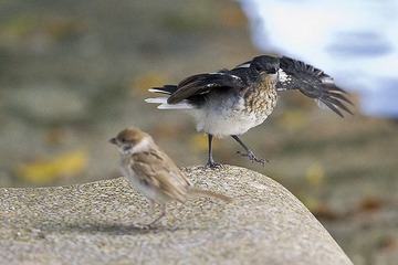 DSC_2466.jpg