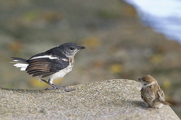 DSC_2463.jpg