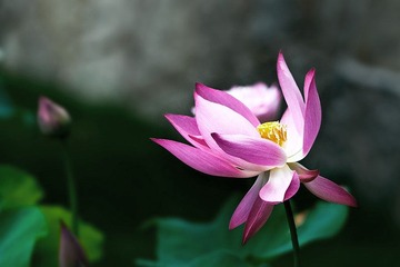 摇曳生姿