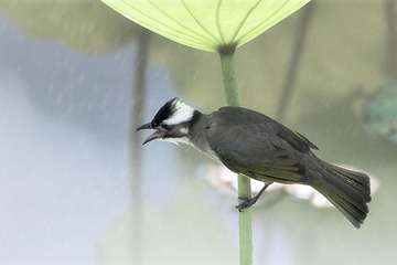 小荷叶下听风雨